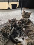 2 kattungar till salu 