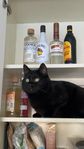 Omplacering katt