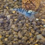 caridina räkor