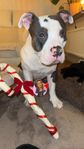 American bully 