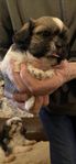 shihtzu hundar som är allergivänliga och fäller inte hår