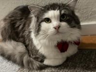 Katt söker nytt kärleksfullt hem 