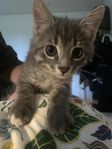 Fantastiska kattungar