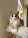 Katter 