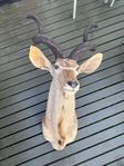 JAKTTROFÉ, Kudu, uppstoppad, bogmonterad, med horn