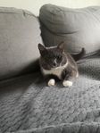 Äkta bondkatt 