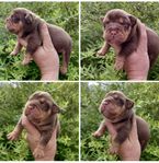 Olde English Bulldog valpar
