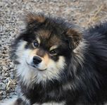 Finsk Lapphund valp