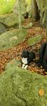 Omplacering hanhund