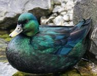 Cayuga ankor