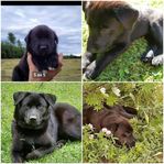Labsky/Labrador & Huskey tik 3 År