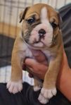 continental bulldog valpar