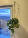 plant with pot