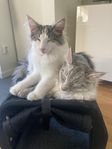 norsk skogkatt renrasig kattungar 