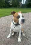 Amstaff hane med stamtavla