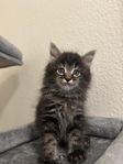 Fina Maine coon kattungar 