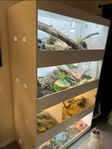 AKUT!! Säljer terrariet från terrariebyggarna. 