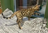 Bengal 100% 
