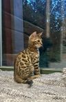 Bengal 100%