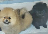 pomeranian leveransklara  