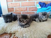 underbara kattungar