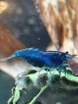neocaridina räkor