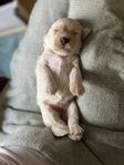 Labradoodle Valp 8 veckor