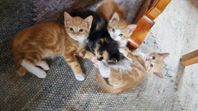 Kattungar