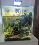 Akvarium inklusive allt