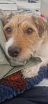 Energifylld Jack Russell-tik, cirka 3 år 
