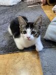 kattunge 