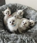 Ragdoll kattungar