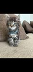 Maine Coon-kattungar 