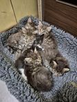 kattungar 