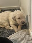 Multi Australian Labradoodle mini tik 