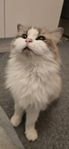 Omplacera Ragdoll katt