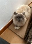 Ragdollhona 1,5 år – social och mysig (ej stamtavla)