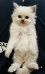 Ragdoll Kattunge Hone