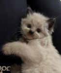 Ragdoll Kattunge Hane