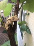 Ögonfransgecko hona