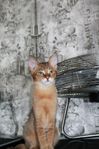 Chausie hona – redo att flytta!
