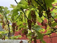 vinranka röda kärnfria