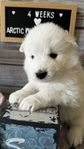 Samojed, valp m stamtavla 