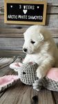Samojed, valp SKK-stamtavla