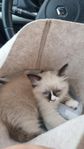Ragdoll kattunge