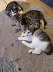 kattungar 