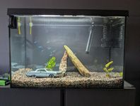 Nytt akvarium 70 L