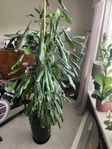 Palmträd / Dracena