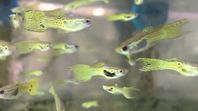 8 st Endler Guppy Mix röda gula 