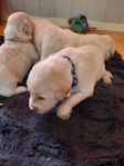golden retriver valpar